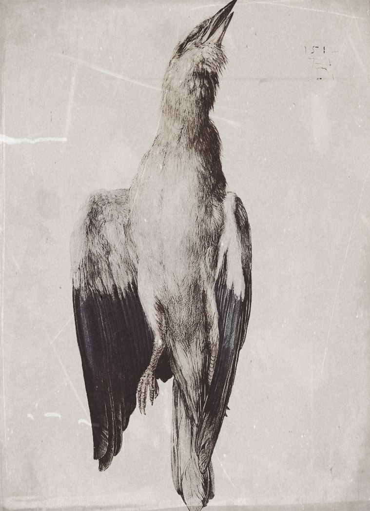 sketch of a bird by albertcht durer