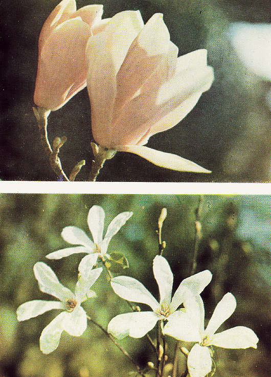 two vintage photos of flowers