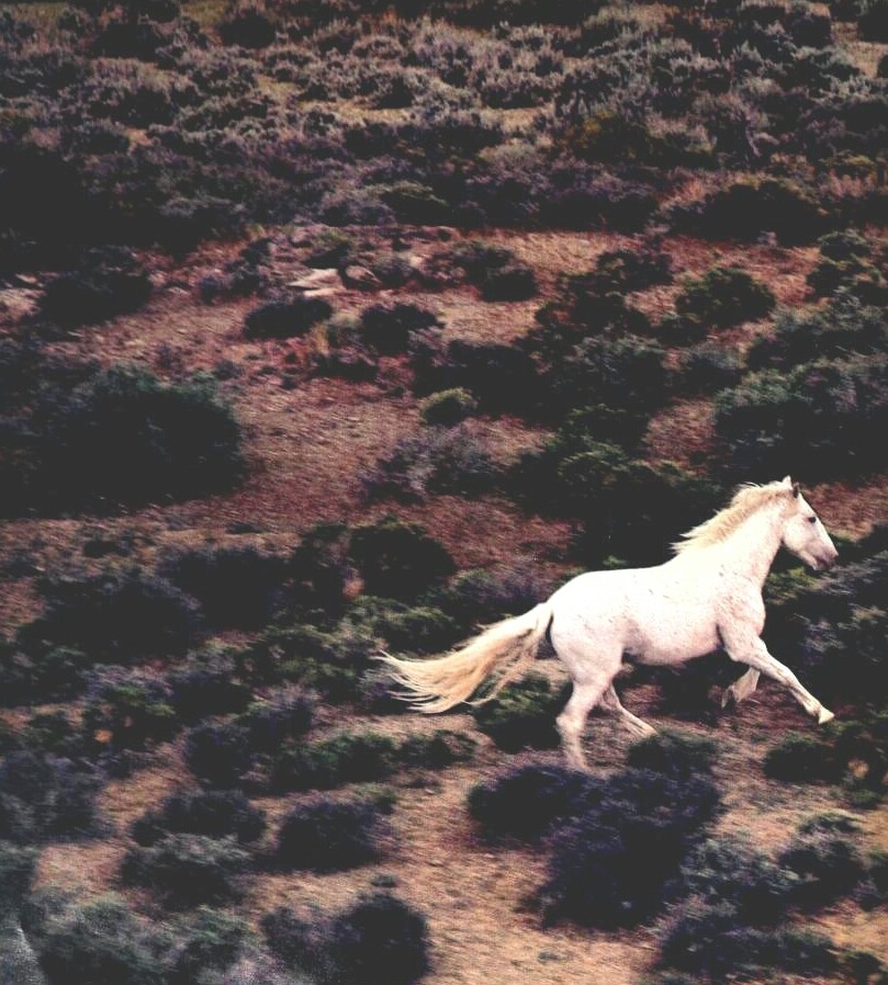 photo of a white horse running through a dried field